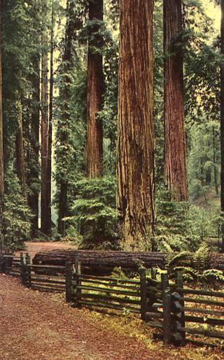 CA - Redwoods