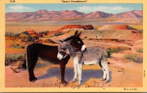 Donkeys Desert Sweethearts 1946 Curteich