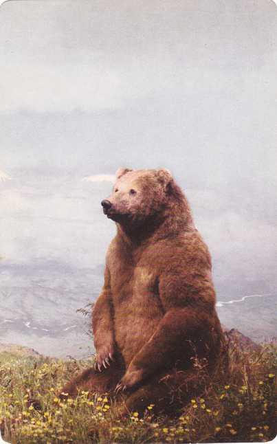 Peninsula Brown Bear on Unimak Island, Alaska - Denver Museum of Natural History