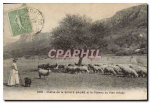 Old Postcard Chain La Sainte Baume and the Plateau Plan Aups Female Sheep