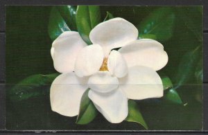 Mississippi - Magnolia - State Flower - [MS-035]