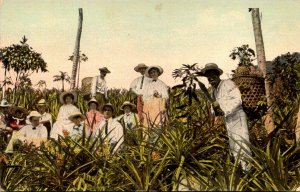 Panama Canal Native In A Pineapple Grove On The Banks Of The Canal