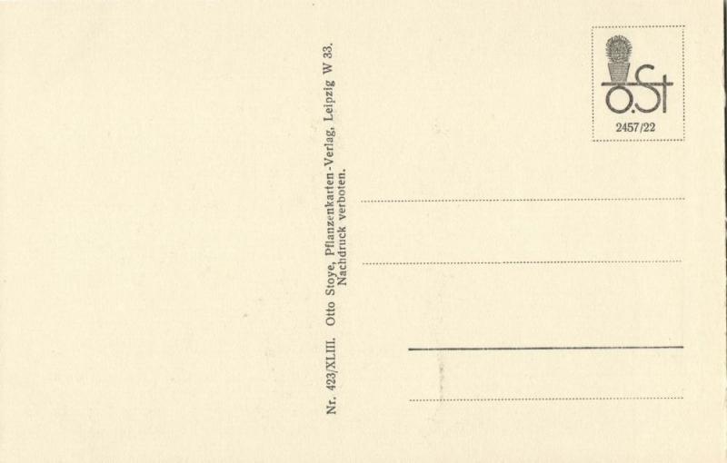 Cactus Cactaceae, Echinocactus Polycephalus Xeranthemoides (1920s) Otto Stoye