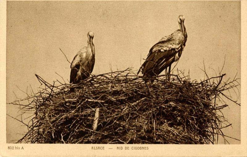 France - Alsace. Stork Nest