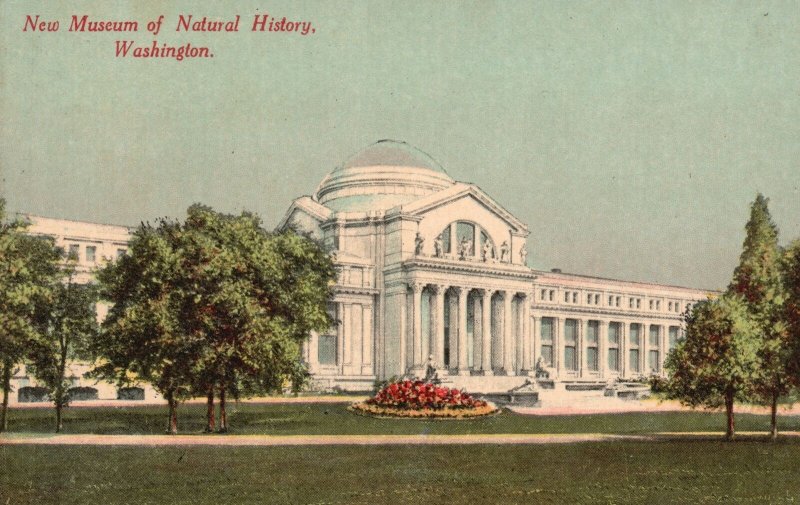 Vintage Postcard 1910's New Museum of Natural History Washington D. C.