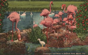 Vintage Postcard 1951 Flamingos And Nests At Hialeah Park Miami Florida Fla.