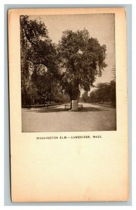Vintage 1910's Photo Postcard Washington Elm Cambridge Massachusetts