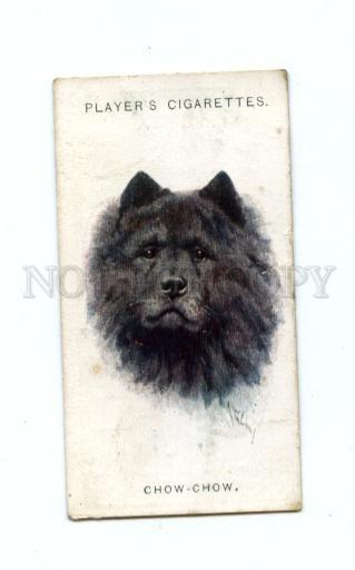 166937 CHOW-CHOW by WARDLE Player CIGARETTE card ADVERTISING