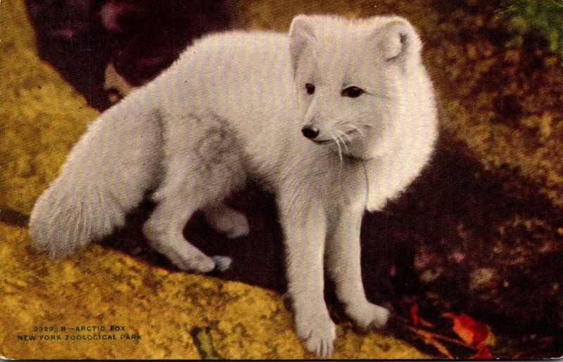 New York City Zoological Park Arctic Fox