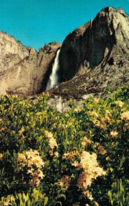 USA California Yosemite Falls, Yosemite Point Azaleas Vintage Postcard 07.60