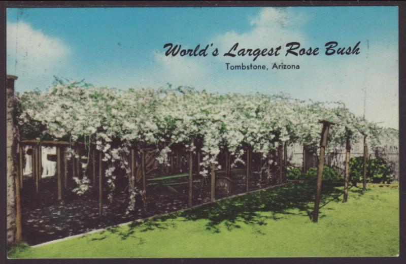 World's Largest Rosebush,Tombstone,AZ Postcard