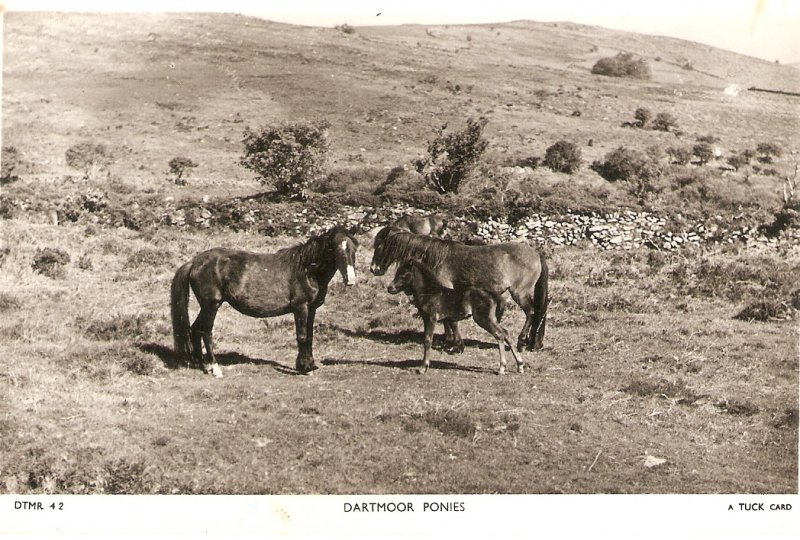 Dartmoor Ponies A Tuck Postcard Serie  DTMR 42