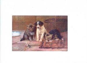 LP07  Animals, Cats, Kitten, Dog, Pipe old vintage Postcard,
