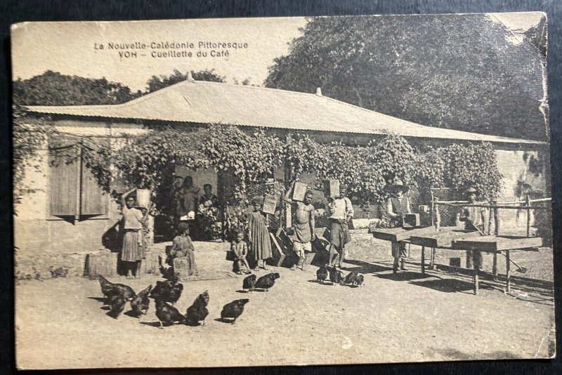 Mint New Caledonia Real Picture Postcard RPPC Picking Coffee Scene