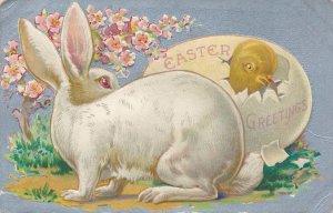 Easter Greetings - Rabbit watching Chick Hatching from Egg - pm 1909 - DB