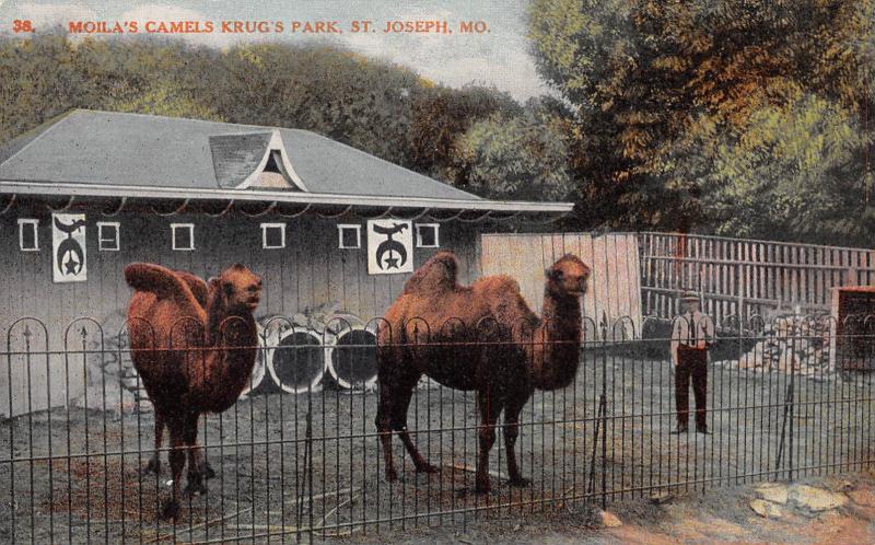 St. Joseph Missouri c1910 Postcard Moila's Camels At Krug's Park