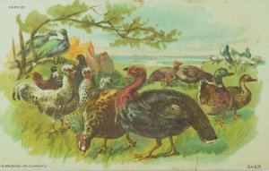 1870's-80's Victorian Trade Card Wild Turkeys Ducks Exotic Fowl P81