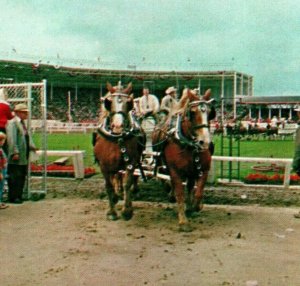 Draft Horse Teams Western Washington State Fair Puyallup UNP Vtg Chrome Postcard