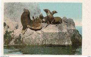 Seal Rocks , California , 1901-07