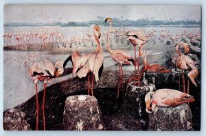 1960 Chicago Illinois Postcard Natural History Museum American Flamingo Hall 20