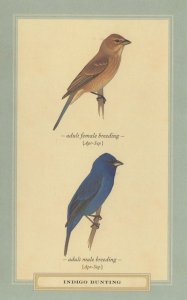 Indigo Bunting Adult Male Female Bird Breeding Stunning Postcard