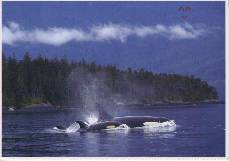 Orca Whales Mother & Baby Orcas Whale Location Unknown Unused Postcard D23