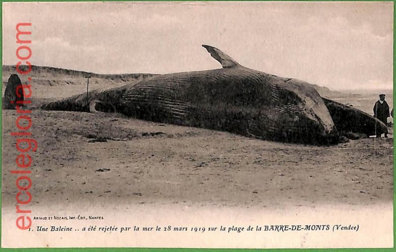 ah3023 - FRANCE - VINTAGE POSTCARD - La Barre-de-Monts BEACHED WHALE!-