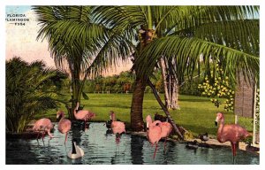 Postcard ANIMAL SCENE State of Florida FL AR6420