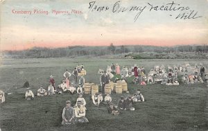 Cranberry Picking Hyannis, Massachusetts, USA 1906 writing on front