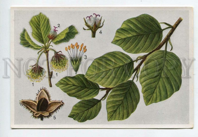 428058 Flower fagus silvatica Vintage Sammelwerk Tobacco Card w/ ADVERTISING