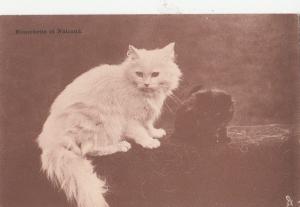 B78661 blanchette et noirand  cats chat scan front/back image