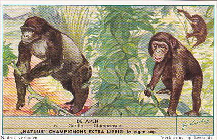 Liebig S1604 Monkeys II No 6 Gorilla - Chimpanzee