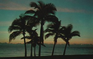 Vintage Postcard Florida Sunrise Coconut Palm Trees Beautiful Scenic Ocean View