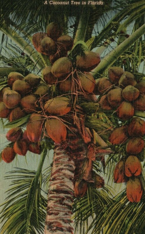 Vintage Postcard 1955 A Cocoanut Tree in Florida FL Pub. Gulf Stream Card 
