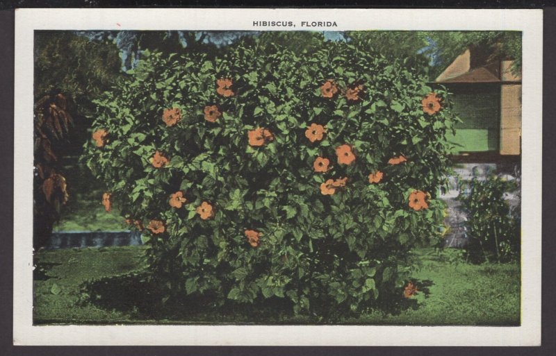 Florida - Hibiscus - There are those who like the Northland - WB