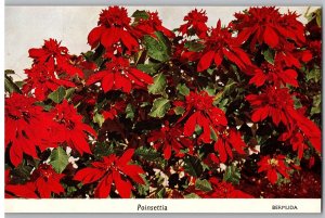 Bermuda Poinsettias Grow 10 Feet Tall Known as Christmas Bush Bermuda Postcard