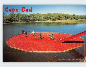 Postcard Harvesting Cranberries on Cape Cod Massachusetts USA