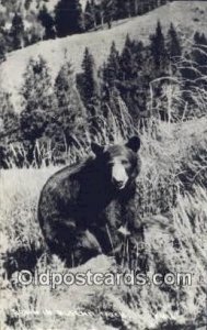 Alpena, Michigan, USA Bear Postcard