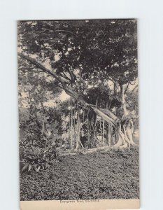 Postcard Evergreen Tree Barbados