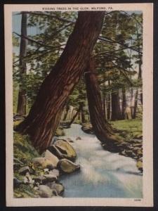 Kissing Trees in the Glen, Milford, PA. C.A. Strippel 10799 