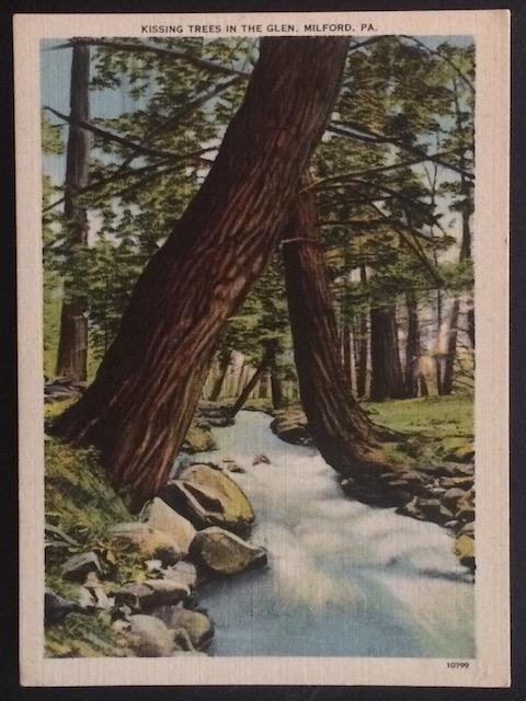 Kissing Trees in the Glen, Milford, PA. C.A. Strippel 10799 