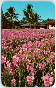 Postcard - Vanda Orchids - Hawaii