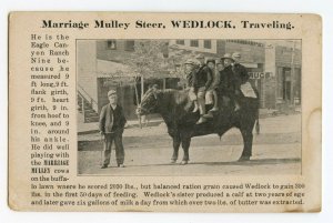 Postcard Marriage Mulley Steer WEDLOCK Traveling Standard View Card 