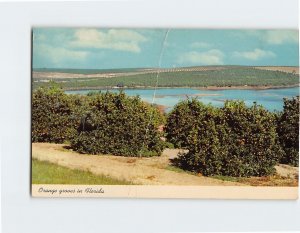 Postcard Orange groves in Florida