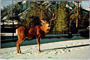 Postcard ANIMAL SCENE Canadian Rockies Alberta AB AK0348