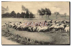 Old Postcard Shepherd and sheep