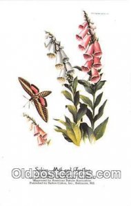 Sphinx Moth & Foxglove Artist RT Peterson Unused 