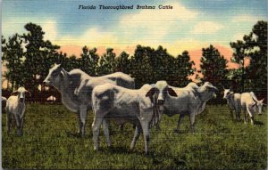 Florida Thoroughbred Brahma Cattle Curteich