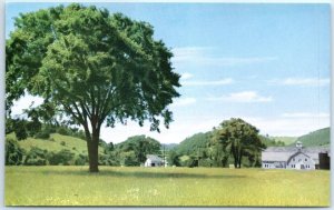 Postcard - Elm on a Vermont farm - Vermont