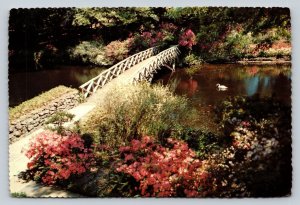 Swan Near Bridge at Bellingrath Gardens Mobile Alabama 4x6 Postcard 1724